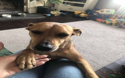 Mixed Breed dogs for adoption: Mickey – Cheeky, Cuddly and Charming Companion - Image 4