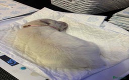 Samoyed dogs for sale: KC reg. Samoyed puppies with champ bloodline  - Advert 24