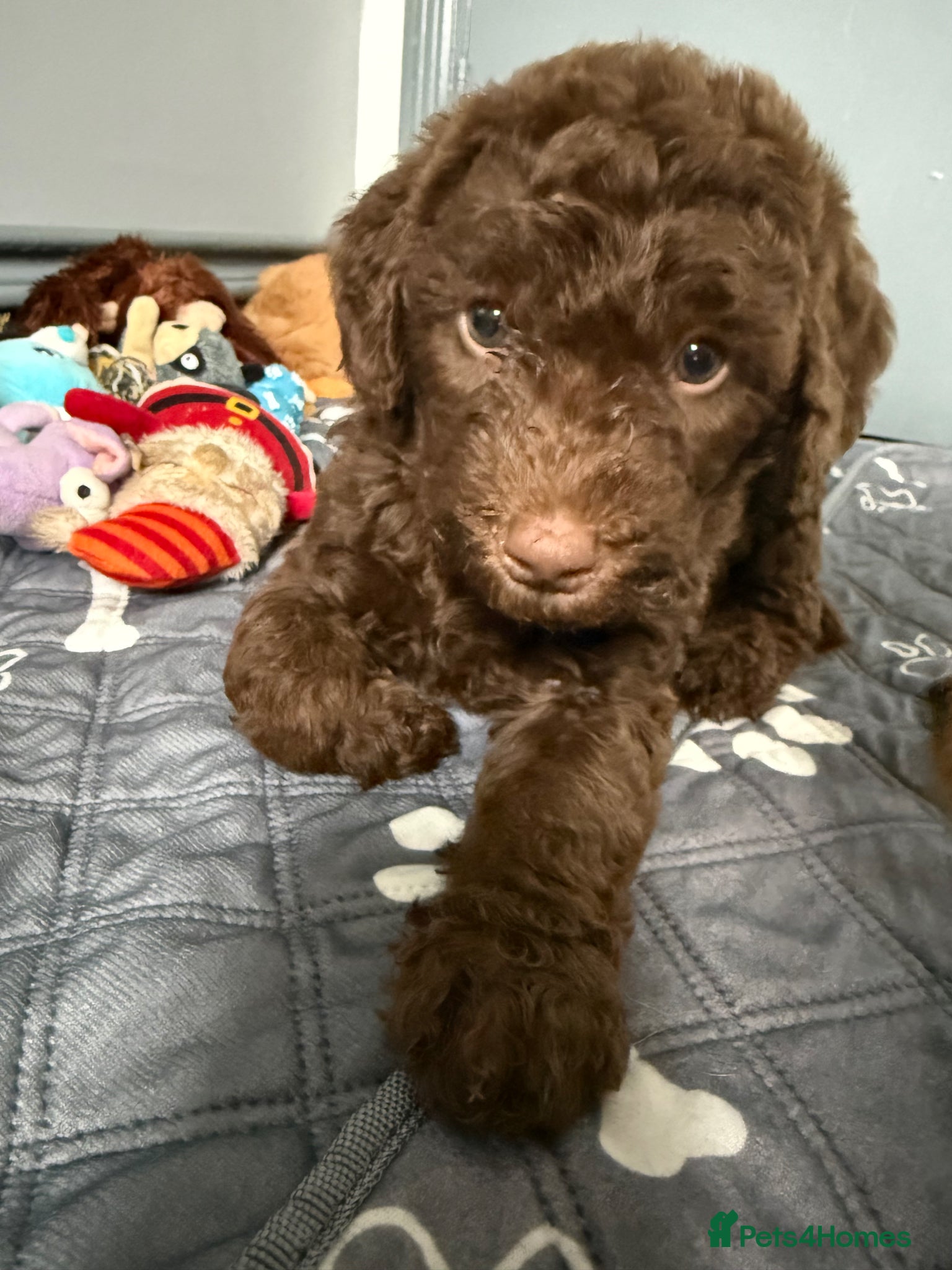 Labradoodle dogs  3 left. F1B Labradoodle puppies (medium size) - Advert 2