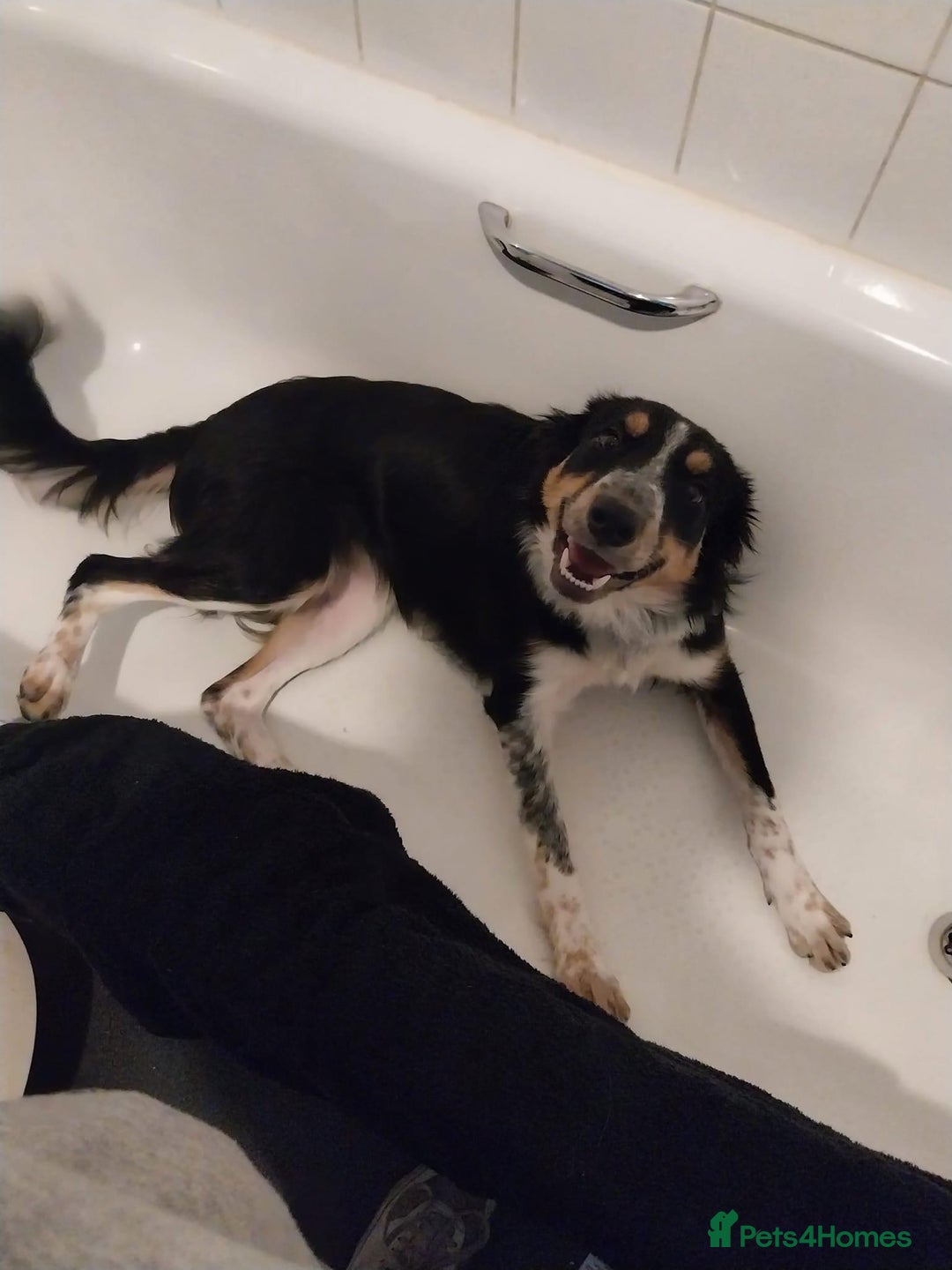 Border Collie dogs for sale: Female border collie 3years old - Image 1