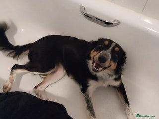 Border Collie dogs - Advert 22