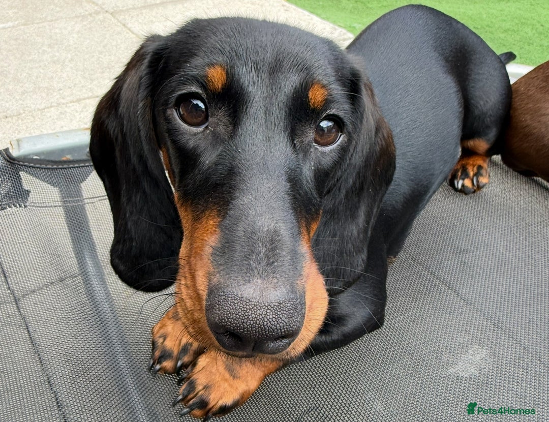 Dachshund dogs for sale: Ruby  - Image 8