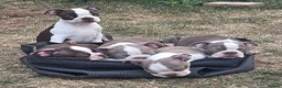 Boston Terrier dogs for sale: Beautiful Bostons 🌸 - Advert 1
