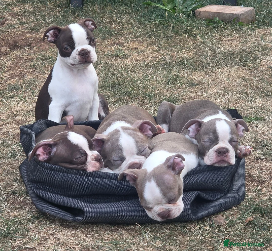 Boston Terrier dogs for sale: Beautiful Bostons 🌸 - Advert 1