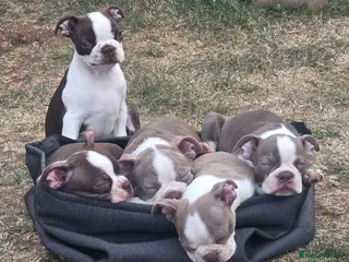 Boston Terrier dogs Beautiful Bostons 🌸 - Advert 1