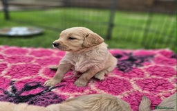 Golden Retriever dogs for sale: KC Registered Golden Retrievers - Image 5