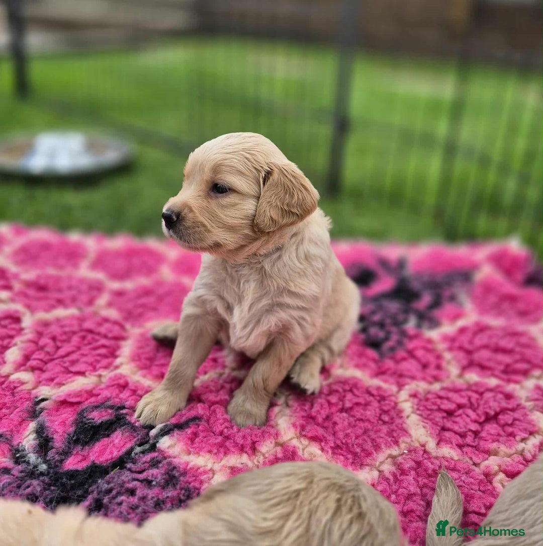 Golden Retriever dogs for sale: KC Registered Golden Retrievers - Image 5
