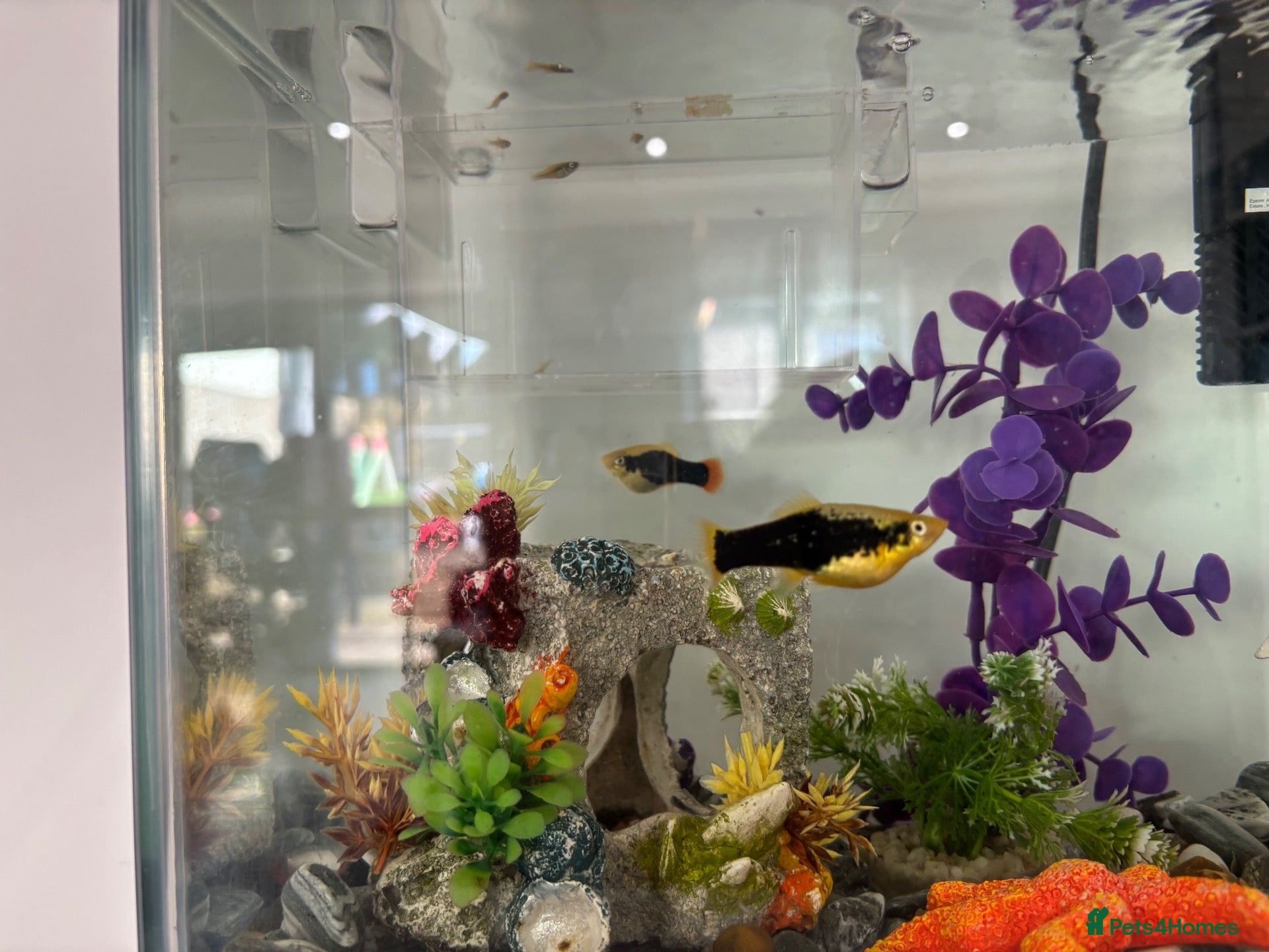 Platies fish 2 x Platy - Advert 4