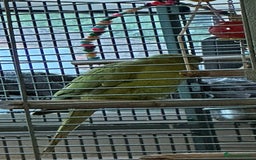 Ringnecks birds for sale: Ringo the Indian ringneck  - Image 1