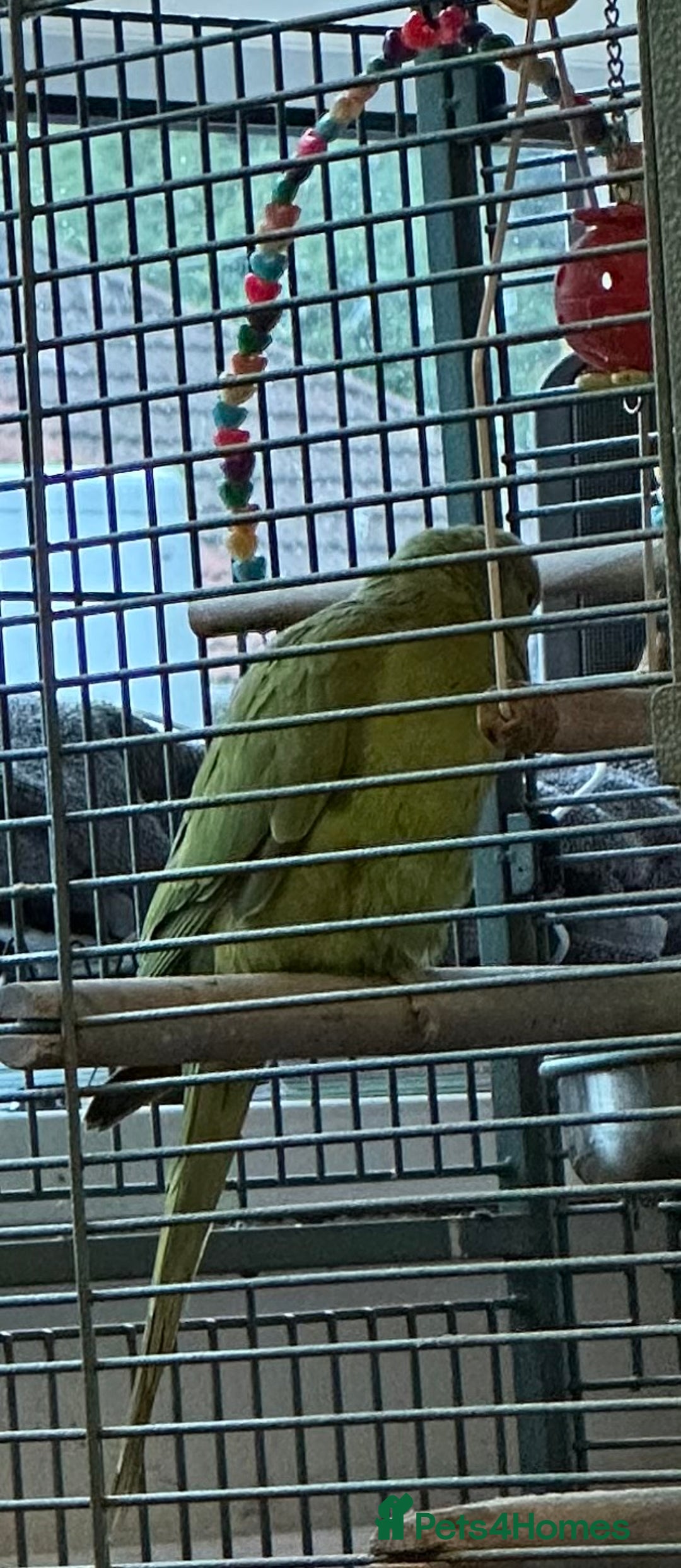 Ringnecks birds for sale: Ringo the Indian ringneck  - Image 1