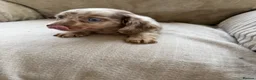 Miniature Dachshund dogs for sale: Kc registered miniature dashhound long haired  - Advert 3