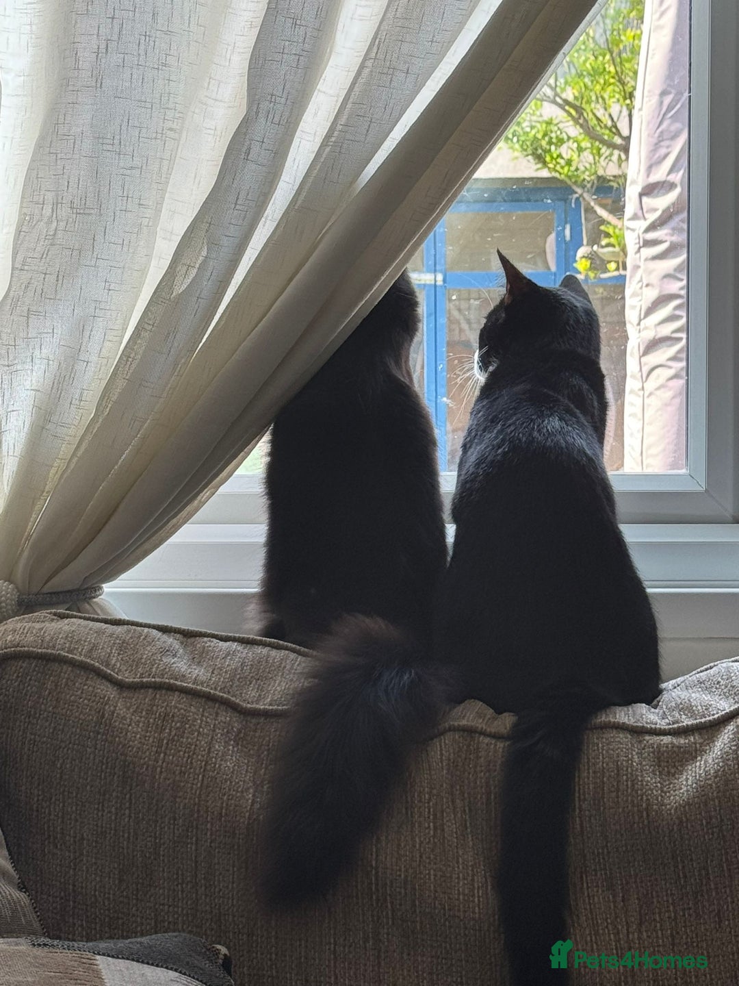 Domestic Shorthair cats for adoption: Bonded Pair  in Romford - Image 1