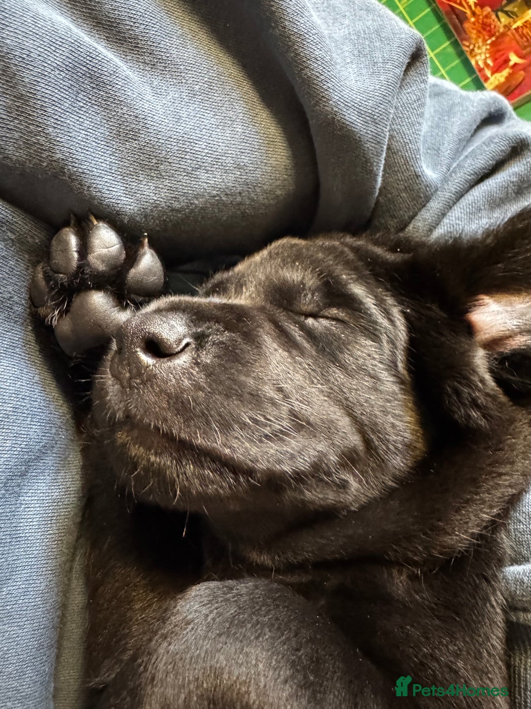 Labrador Retriever dogs for sale: Labrador Puppies  - Advert 14