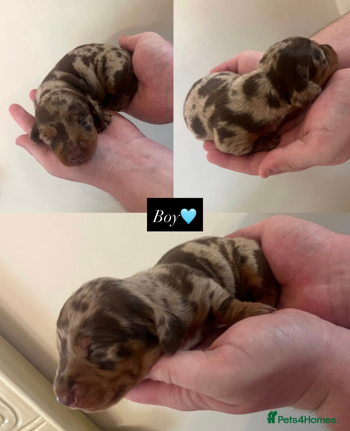 Dachshund dogs Dachshund puppies in Newark - Advert 14