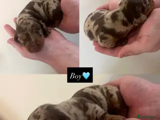 Dachshund dogs Dachshund puppies in Newark - Advert 14