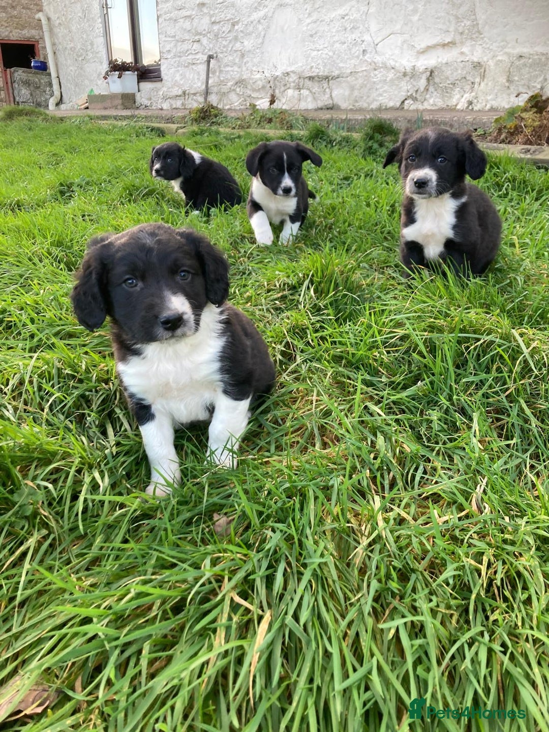 Mixed Breed dogs for sale:  4 Sprollie - Advert 1