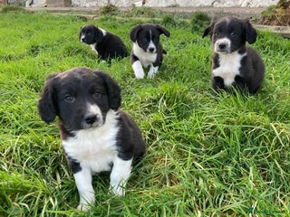 Mixed Breed dogs 4 Sprollie - Advert 2