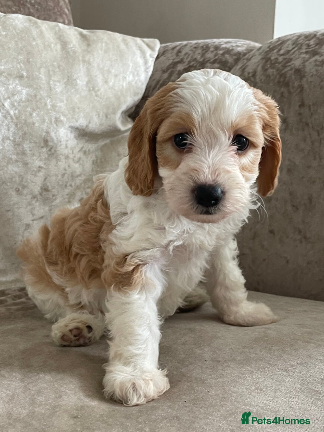 Cockapoo dogs for sale: 🐾Beautiful F2 cockapoos  🐾 - Image 33