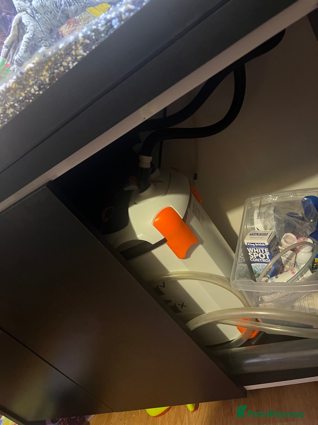 Cichlids fish for sale: Fluval Roma 240 FULL SET UP - Advert 6