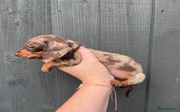 Dachshund dogs for sale: KC Registered Miniature Dachshunds - Image 11