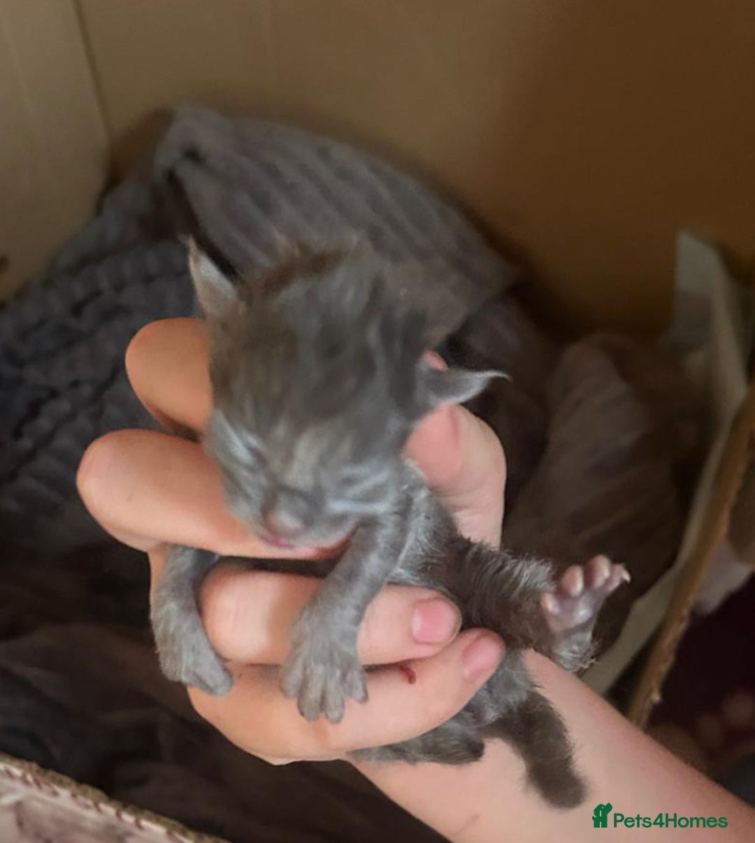 Maine Coon cats for sale: A lovely mc fluffy big solid blue boy - Advert 10