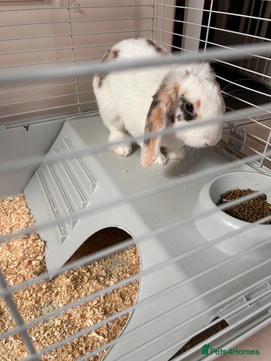 English rabbits for sale: Beautiful rabbit for sale  - Advert 2