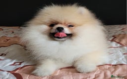 Pomeranian dogs for sale: XXS🐶KC REG🐾Pomeranian Puppies for sale🐶 in Brentwood - Image 19