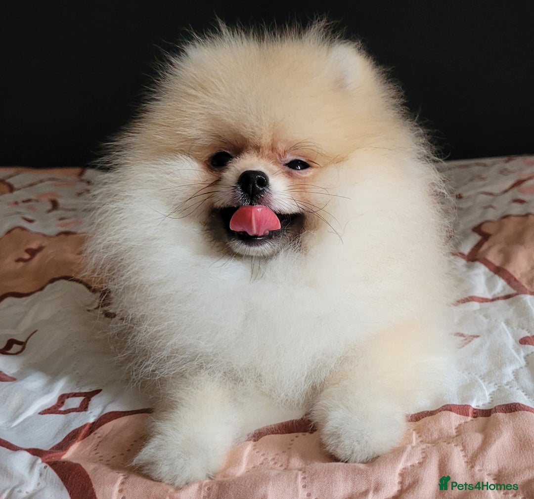 Pomeranian dogs for sale: XXS🐶KC REG🐾Pomeranian Puppies for sale🐶 in Brentwood - Image 19