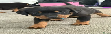 Rottweiler 4