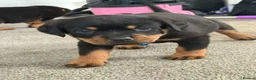 Rottweiler dogs for sale: 🐶🐾 Rottweiler puppies 🐾🐶 - Advert 15