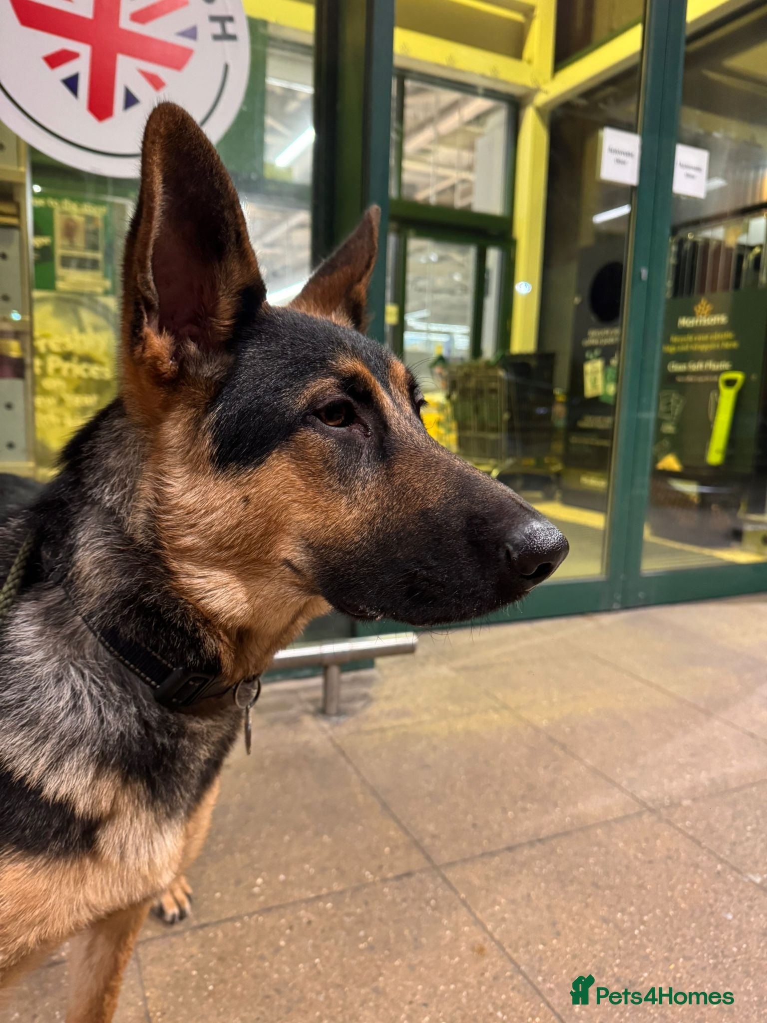 German Shepherd dogs German Shepherd Pup - Advert 7