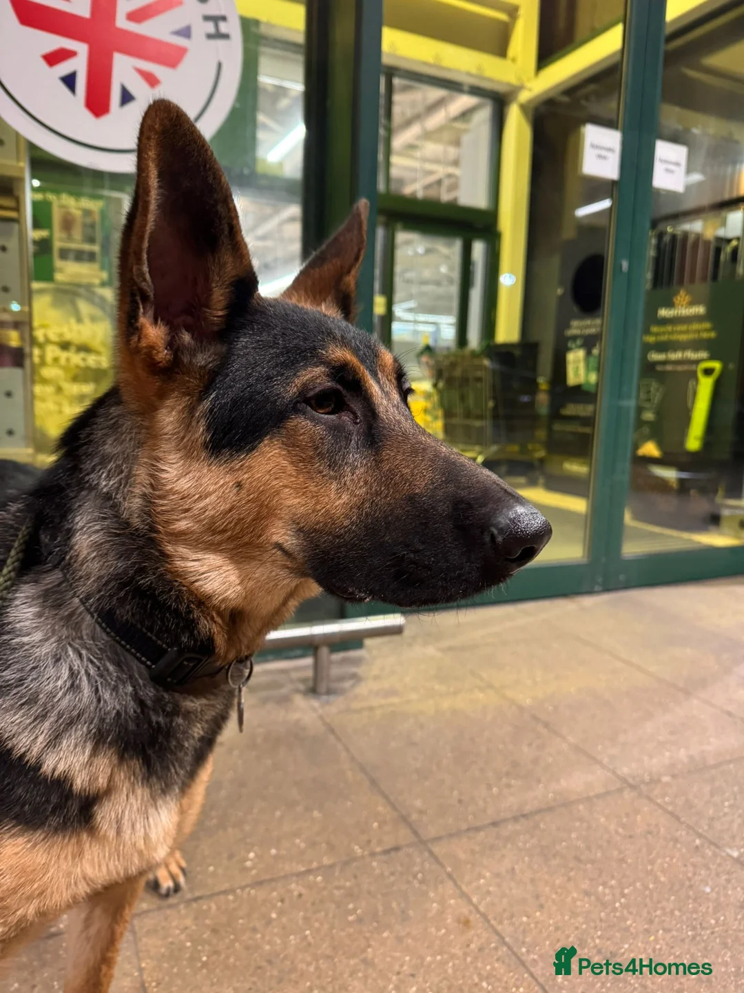 German Shepherd dogs for sale: German Shepherd Pup - Advert 1