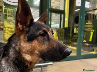 German Shepherd dogs German Shepherd Pup - Advert 7