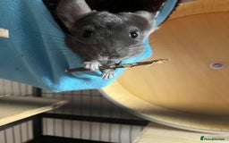 Chinchilla rodents for sale: 3 Year Old Chinchilla  - Image 4