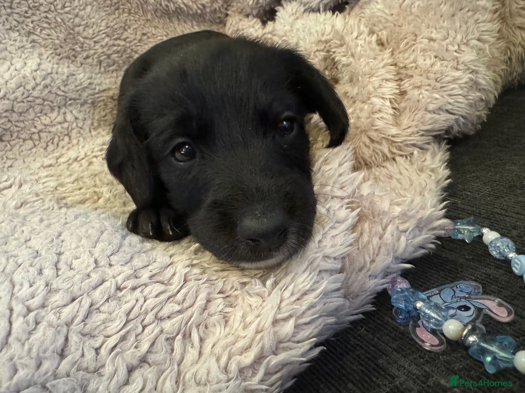 Mixed Breed dogs for sale: Cockerpoo cross lab pupies - Advert 4