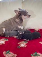 Chihuahua dogs 🎄 Chihuahua pups ready to leave 27th of December - Advert 3