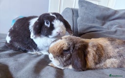 Mini Lop rabbits for sale: 🤎 Autumn & Freddo 🤎  - Image 2