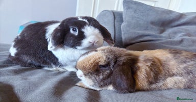 Mini Lop rabbits - Advert 5