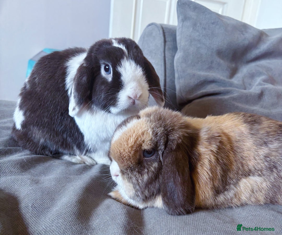 Mini Lop rabbits for sale: 🤎 Autumn & Freddo 🤎  - Image 2