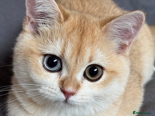 British Shorthair cats GCCF Active Black Golden Odd Eyes Female Breeding - Advert 2