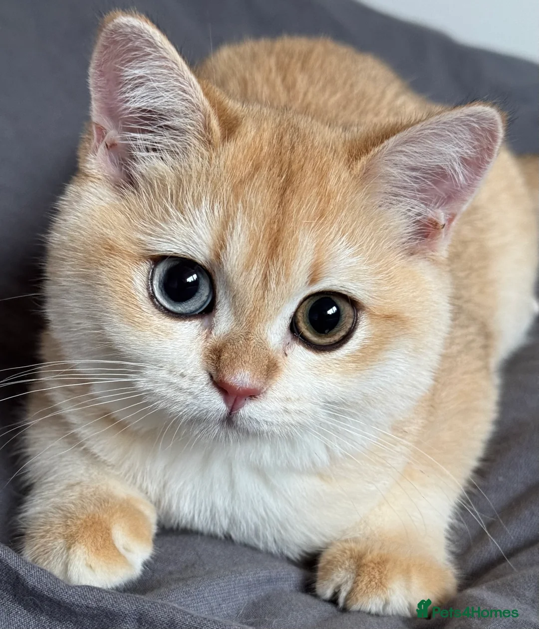 British Shorthair cats for sale: GCCF BSH Active Black Golden Odd Eyes Female Breed - Advert 2