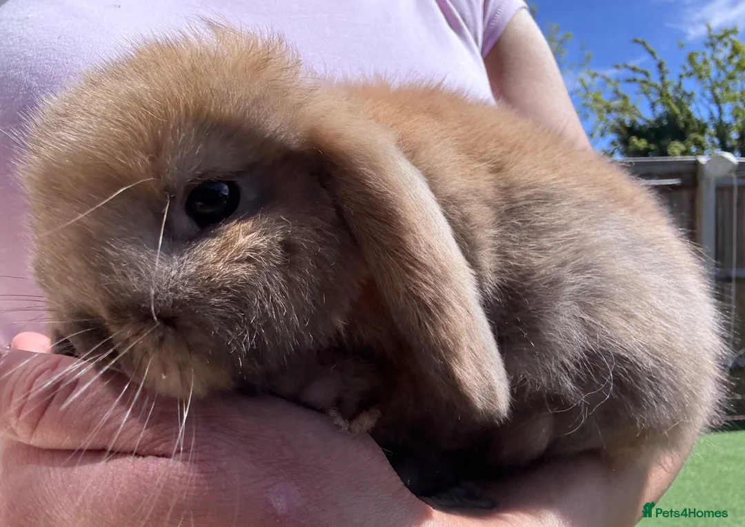 Mini Lop rabbits for sale: Stunning Mini Lop Baby Bunnies 🐰🐰 - Advert 10