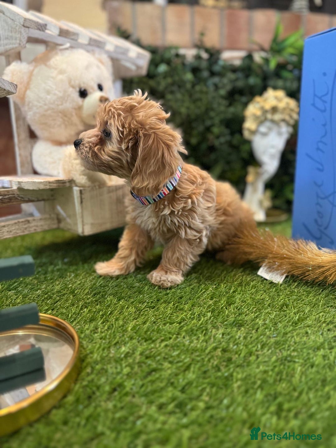 Maltipoo dogs for sale: Beautiful Korean Maltipoo Puppies–3 Girls &2 Boys  - Advert 15