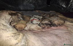 Lurcher dogs for sale: Saluki Lurcher  - Image 15