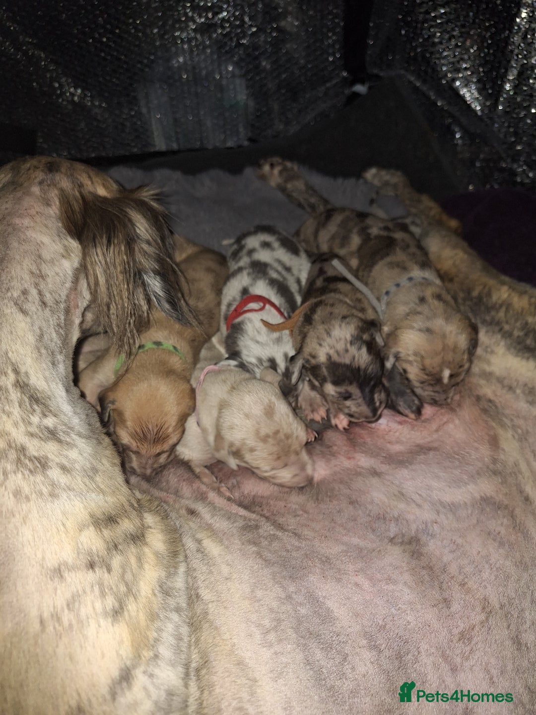 Lurcher dogs for sale: Saluki Lurcher  - Image 15