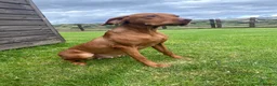 Hungarian Vizsla dogs for sale: Stunning litter of Hungarian Vizsla pups.  - Advert 6