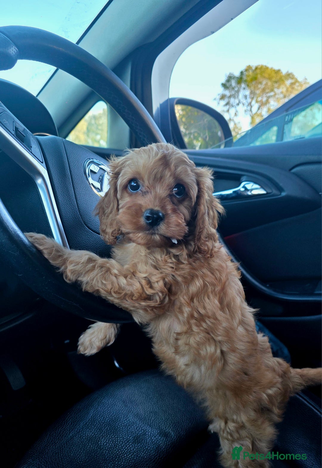 Cavapoo dogs for sale: Ready now Extensively tested f1 cavapoo puppies - Image 3