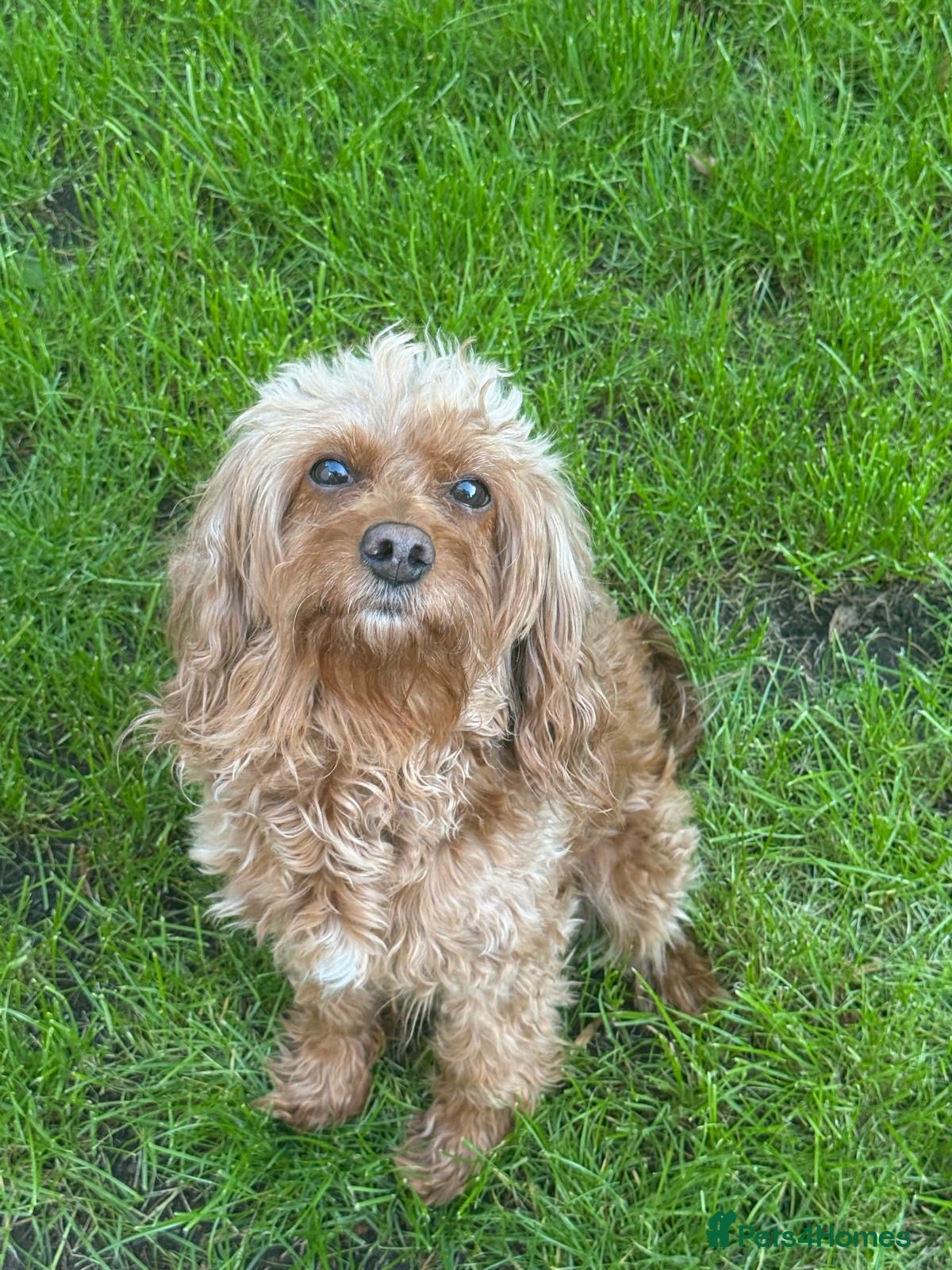 Cavapoo dogs 6 year old Cavapoo girl  - Advert 1
