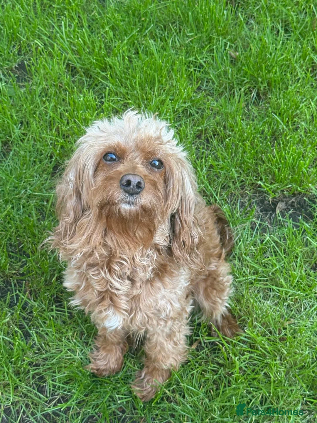 Cavapoo dogs for sale: 6 year old Cavapoo girl  - Advert 1