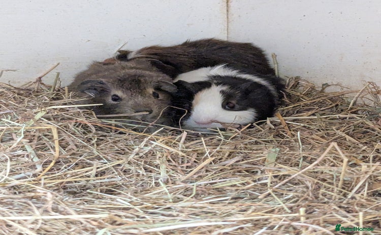 Guinea Pig rodents - Advert 5